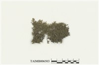 藏品(耳葉蘚屬)的圖片